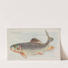 Mullet (1889) by Allen &amp; Ginter