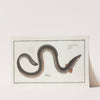 Muraena Anguilla, The Eel. by Marcus Elieser Bloch