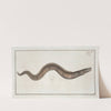 Muraena Conger, The Conger. (1785-1797) by Marcus Elieser Bloch