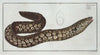 Muraena Helena, The Murane.