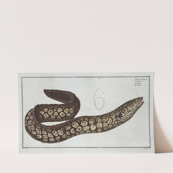 Muraena Helena, The Murane. (1785-1797) by Marcus Elieser Bloch