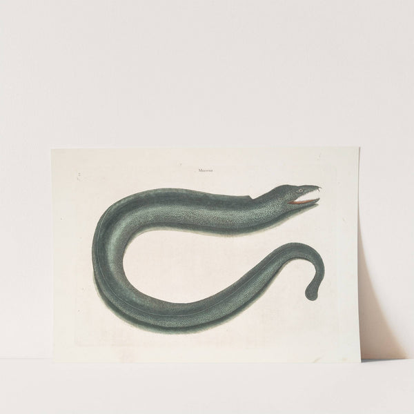 Muræna maculata, The Muray. by Mark Catesby