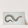 Muraena Ophis. (1785-1797) by Marcus Elieser Bloch