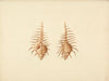 Murex pecten (Venus Comb Murex)