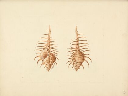Murex pecten (Venus Comb Murex)