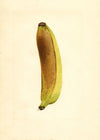 Musa