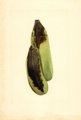 Musa