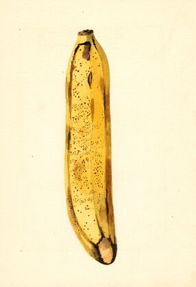 Musa