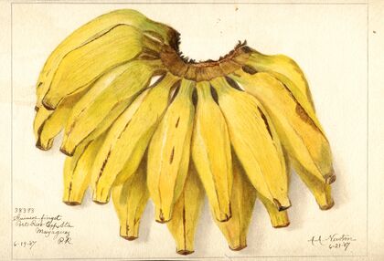Musa: Guincos Finget