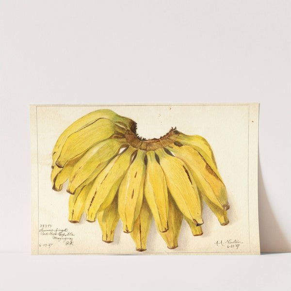 Musa: Guincos Finget (1907) by Amanda Almira Newton
