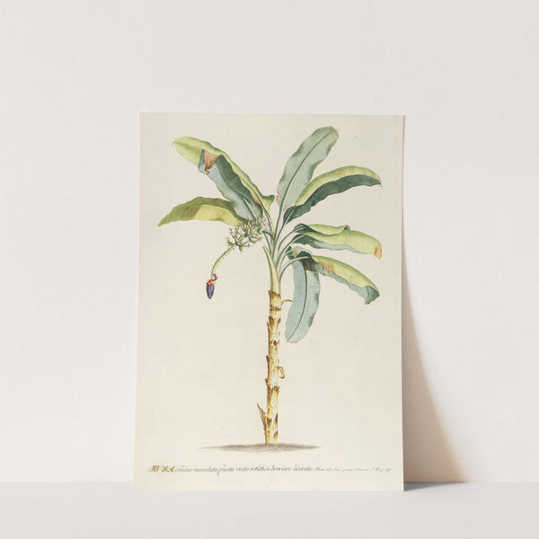 Musa II by Georg Dionysius Ehret