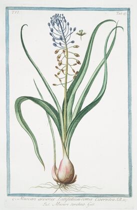 Muscara, arvense, latifolium coma caerulea – Musari torchino. (Grape hyacinth)