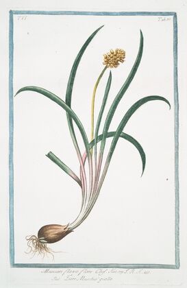 Muscari flavo flore Clus. – Fiore Muschio’ giallo. (Yellow hyacinth)
