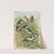 Muscicapa atricapill, Muscicapa collaris semitorquata, Muscicapa collaris Bechst by Johann Friedrich Naumann