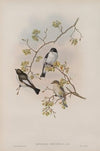 Muscicapa atricapilla. Pied Flycatcher (1862-1873)