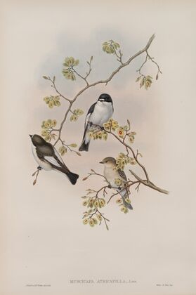 Muscicapa atricapilla. Pied Flycatcher (1862-1873)