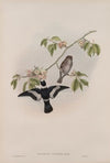 Muscicapa collaris. White-collared Flycatcher (1862-1873)