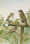 Muscicapa grisola, Muscicapa atricapilla