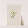 Musk-Flower (Mimulus moschatus) (1911) by Mary Vaux Walcott