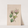 Musk Mallow by John Stevens Henslow