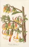 Musschia Wollastoni