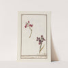 Muurbloem (Erysimum cheiri) by Jan Anton Garemyn
