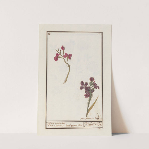 Muurbloem (Erysimum cheiri) by Jan Anton Garemyn