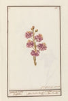 Muurbloem (Erysimum cheiri)