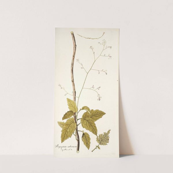 Myagrum arborescens by Nikolaus Joseph Freiherr von Jacquin