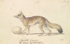 Myalotis Caama, The Caama of South Africa (1837)