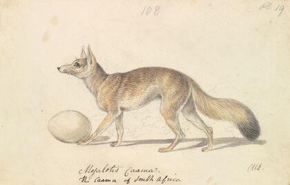 Myalotis Caama, The Caama of South Africa (1837)