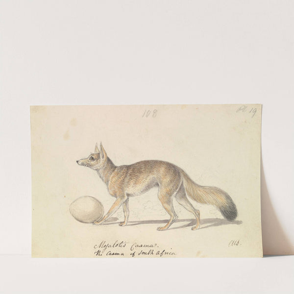 Myalotis Caama, The Caama of South Africa (1837) by Charles Hamilton Smith