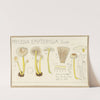 Mycena epipterygia (1915-1945) by Hans Walty