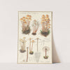 Mycena prolifera (1915-1945) by Hans Walty