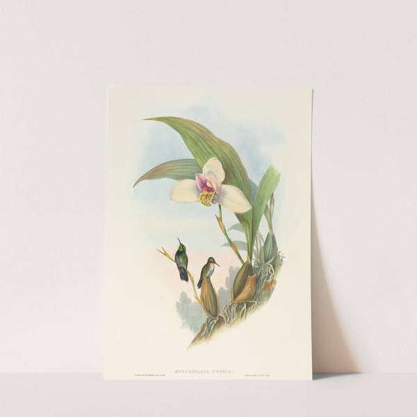 Myiabeillia typica (Abeille&#039;s Hummingbird) by John Gould