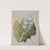 Myosotidium hortensia; Chatham Island forget-me-not by Sarah Featon