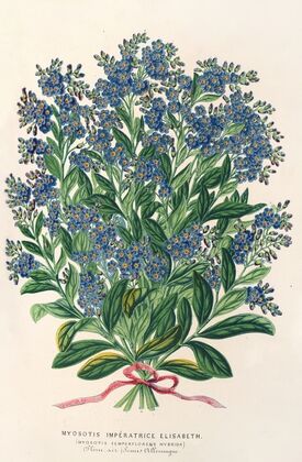 Myosotis Impératrice Elisabeth (semperllorens)