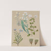 Myosotis species (5) Forget-me-not by Sarah Featon