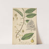 Myristica Officinalis by William Jackson Hooker
