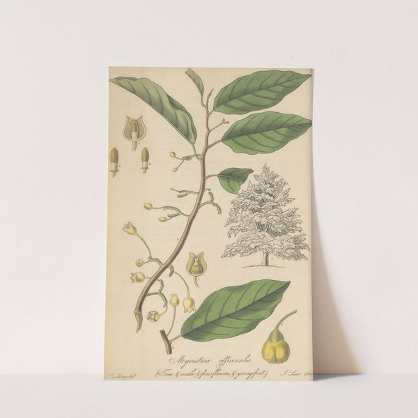 Myristica Officinalis by William Jackson Hooker