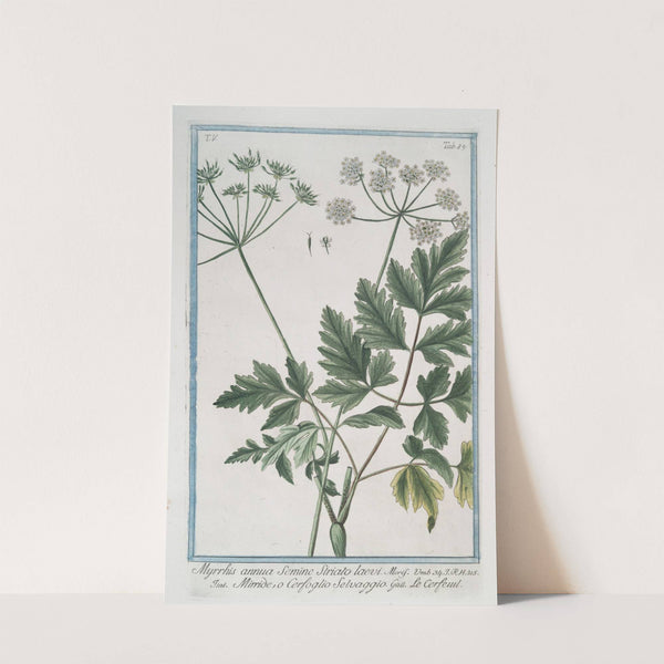 Myrrhis annua Semine striato laevi - Mirride, o Cerfoglio Selvaggio - Le Cerfeuil. (Sweet Chervil) by Giorgio Bonelli