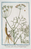 Myrrhis perennis lutea daucoides – Mirride gialla perenne – Le Cerfeuil musque. (Musky Chervil)