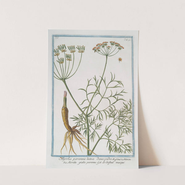 Myrrhis perennis lutea daucoides - Mirride gialla perenne - Le Cerfeuil musque. (Musky Chervil) by Giorgio Bonelli