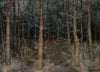 ‘Mystieke paden’; bosgezicht