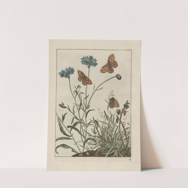 Naauwkeurige waarneemingen omtrent de veranderingen van veele insekten of gekorvene diertjes Pl.06 by Jacob L&#039;Admiral