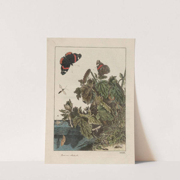 Naauwkeurige waarneemingen omtrent de veranderingen van veele insekten of gekorvene diertjes Pl.24 by Jacob L&#039;Admiral