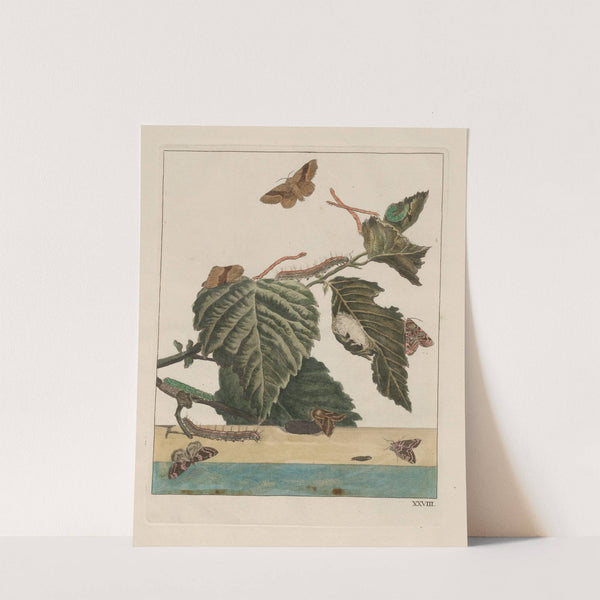 Naauwkeurige waarneemingen omtrent de veranderingen van veele insekten of gekorvene diertjes Pl.28 by Jacob L&#039;Admiral