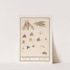 Nachtvlinders en motten Motten. Papillons (1596-1610) by Anselmus Boëtius de Boodt
