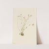 Naiad Spring Beauty (Claytonia parvifolia) (1905) by Mary Vaux Walcott
