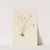 Naiad Spring Beauty (Claytonia parvifolia) (1905) by Mary Vaux Walcott